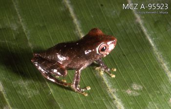 Media type: image;   Herpetology A-95523 Description: Photo of animal in life, taken in the field by Dr. Kenneth Ichiro Miyata. A slide of the photo was scanned in 2012 by Melissa Wooley.;  Aspect: lateral